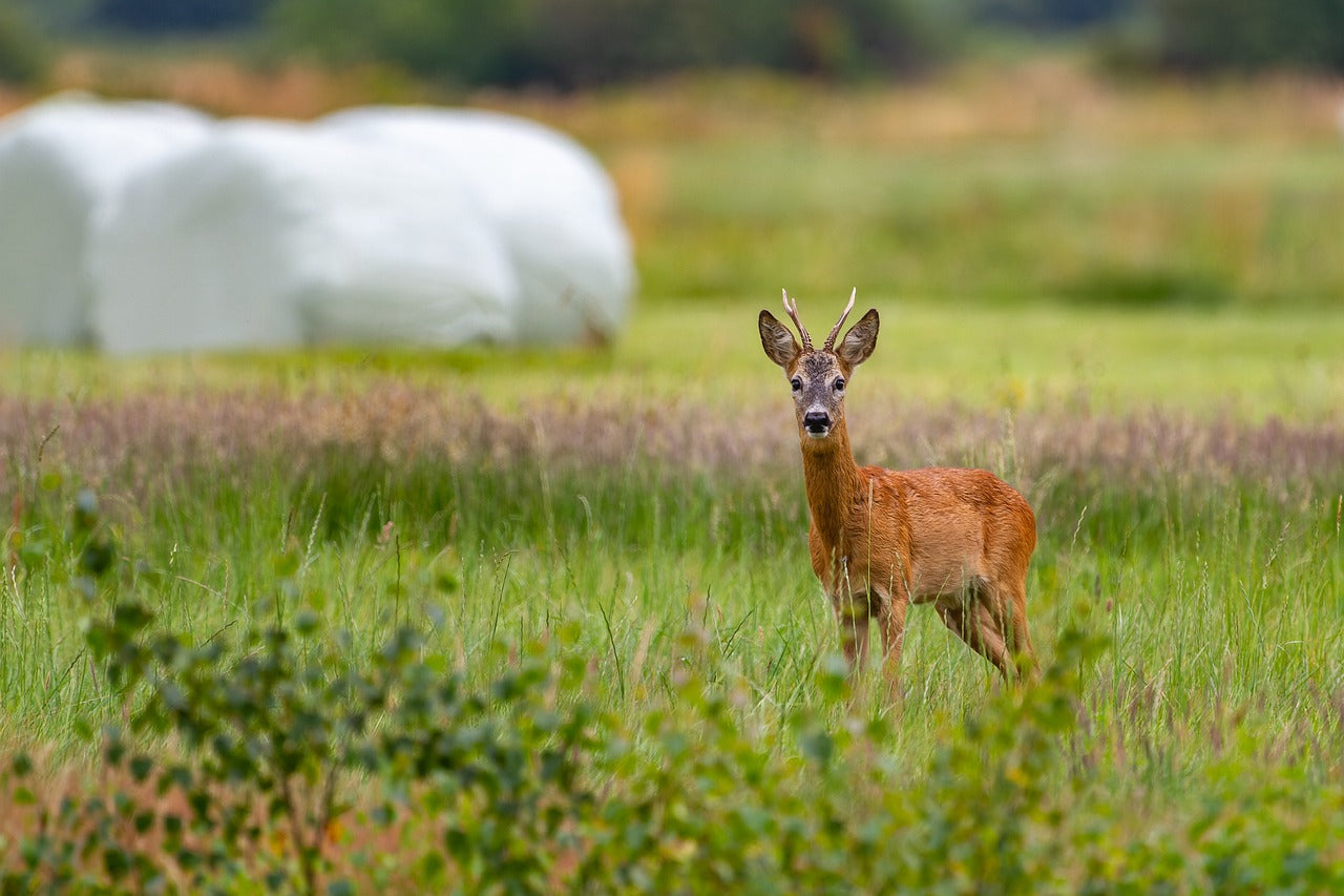 Mai Böcke: Der wahre Beginn der Jagdsaison